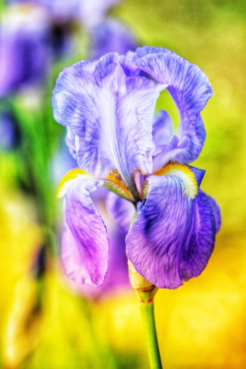 Purple iris petals featuring intricate blue veining set against a soft yellow and green blurred background.