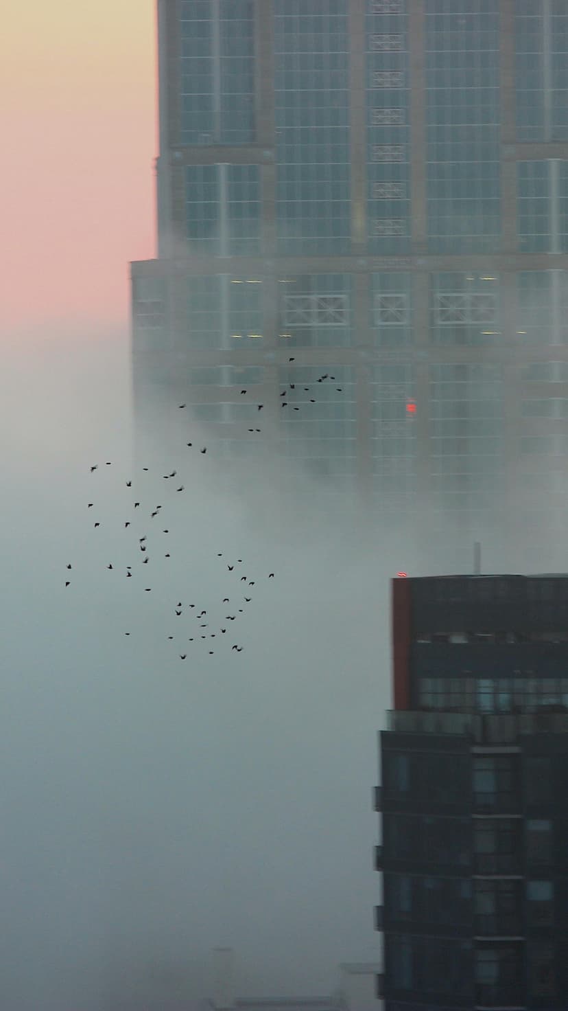 Swirling flock of birds ascends through thick fog above tall metropolitan skyscrapers during a hazy sunrise.