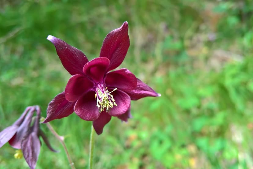 Deep red columbine petals and yellow stamens in sharp focus against a soft, blurred green botanical background.