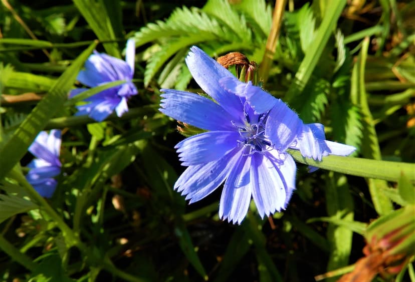 Blue chicory flowers with serrated petals bloom in a field of green grass during a sunny summer day in a meadow.