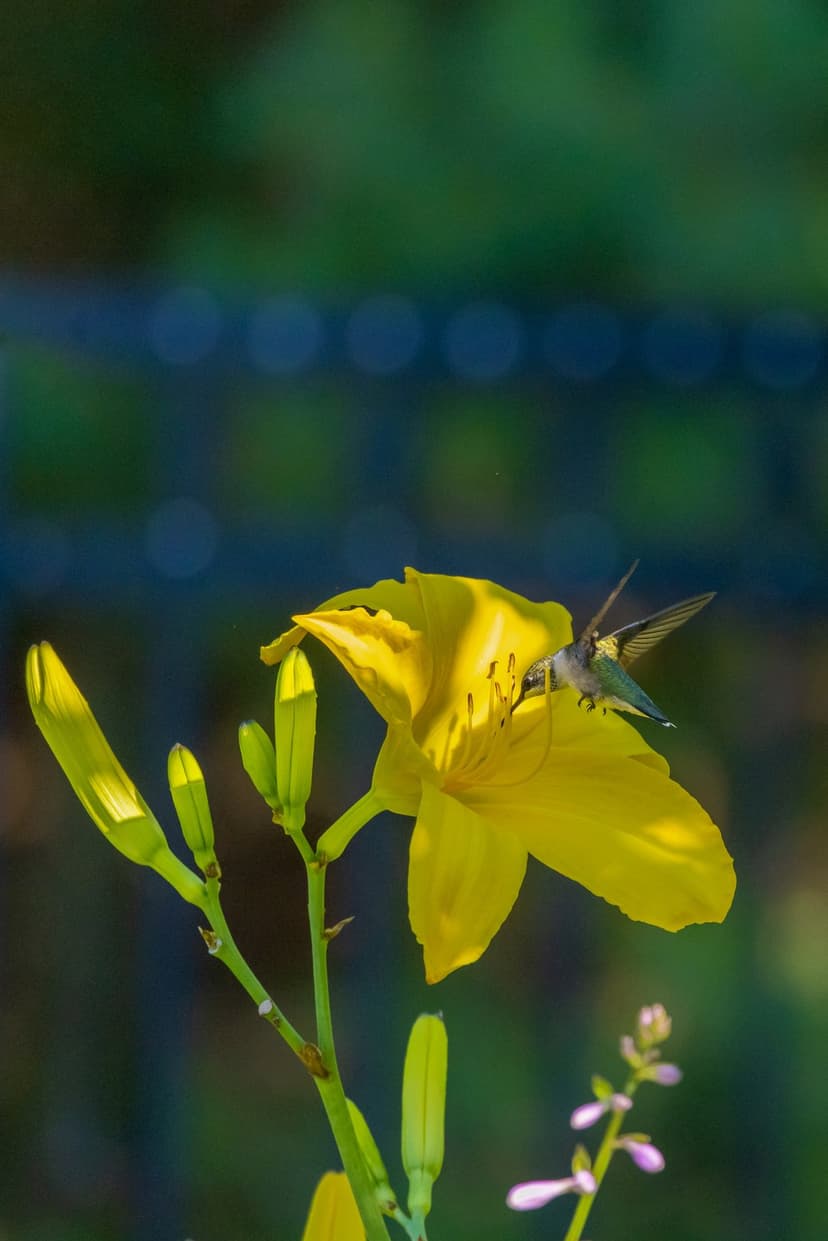 Emerald hummingbird hovers while feeding from a bright yellow daylily flower against a soft garden background.