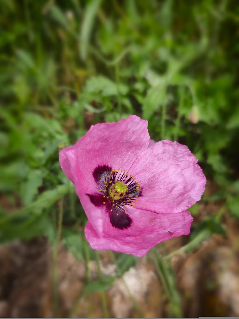 Pink poppy flower with translucent petals and a dark purple center against a soft green blurred background.