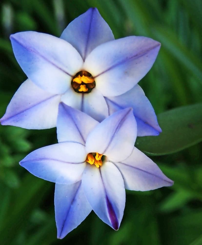 Two star-shaped blue and white flowers with yellow centers bloom against a blurred green leafy background.