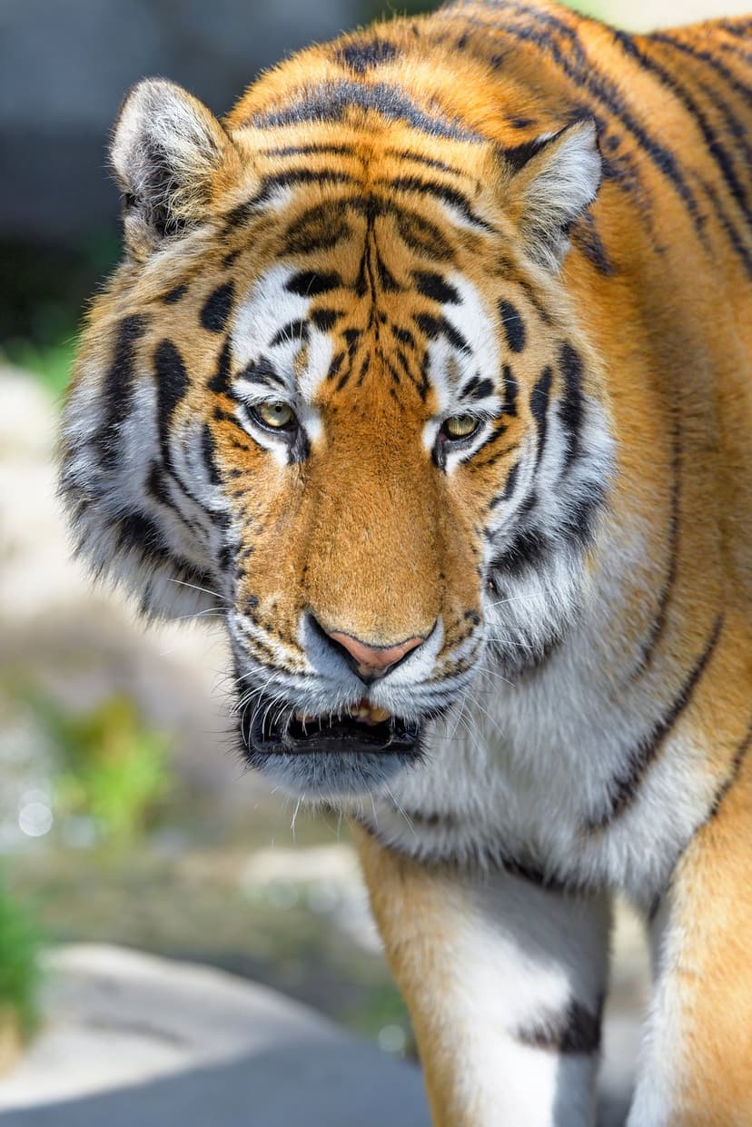 Bengal tiger face snarling with visible teeth, orange fur, black stripes, and piercing eyes in a tight portrait.