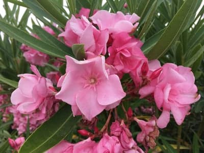 Blooming Pink Nerium Oleander Floral Tablet Wallpaper