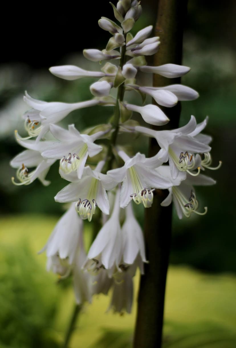 White hosta flowers hang from a green stem against a blurred forest green and yellow background in close-up.