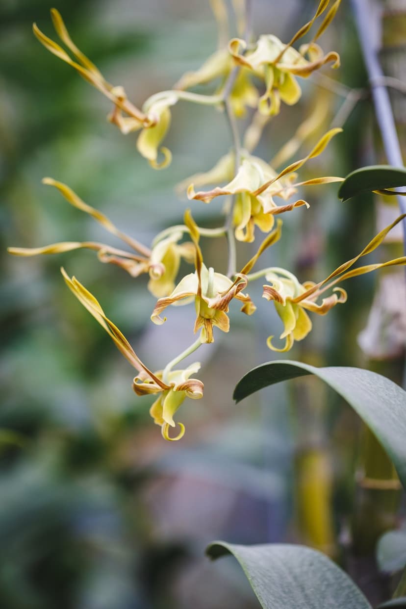 Yellow orchid blooms with slender petals and amber accents displayed against a soft green botanical background.