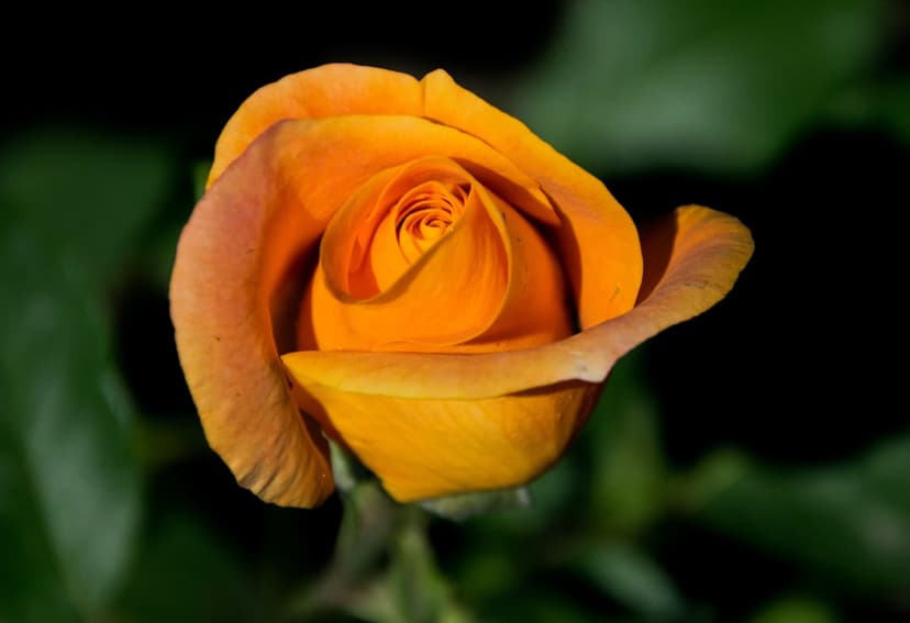 Orange rose bud showing tightly curled petals and warm gradients against a dark green blurry foliage background.