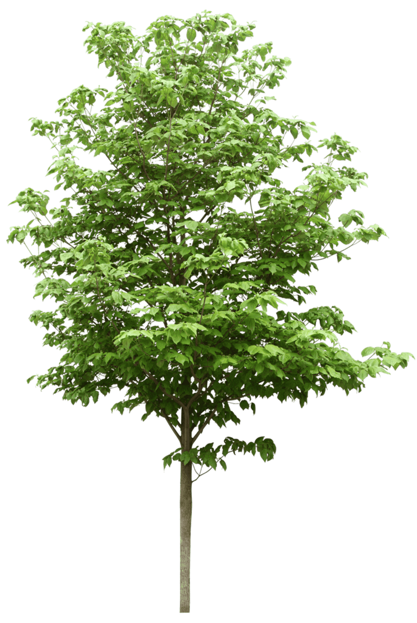 Detailed green leafy tree featuring a dense emerald canopy and intricate branch structures against transparency.