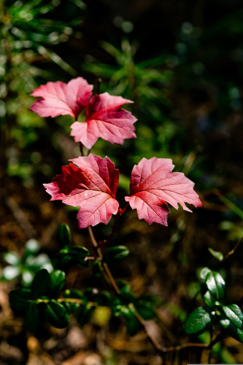 Three crimson leaves with detailed veins are illuminated by sunlight against a blurry dark green forest floor.