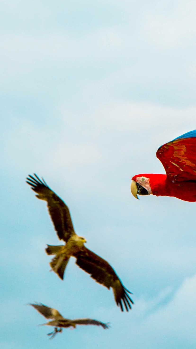 Scarlet macaw with vibrant red and blue feathers flies above two brown eagles against a bright blue sky.