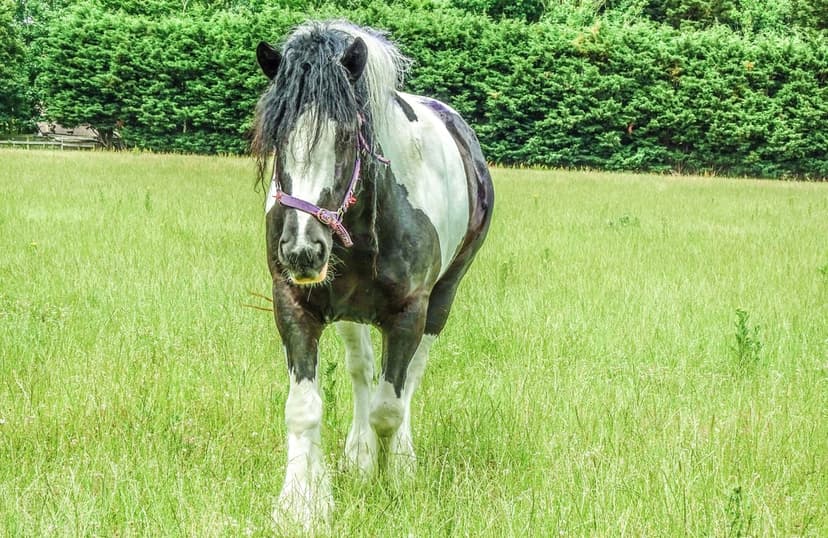 Piebald horse with a long mane and purple halter stands in a lush green field against a dense leafy hedge.