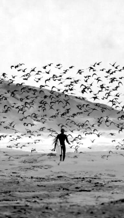 Surfer walks with flock of birds at sunrise