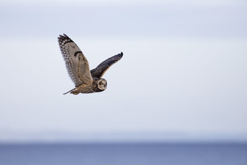 Short-eared owl with yellow eyes and mottled brown wings flies over a blurred blue sky and water surface.