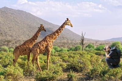 Photographer captures giraffes in African savanna landscape
