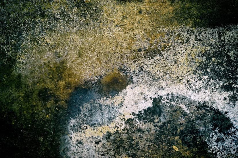 Moss and vibrant yellow mold spread across a dark weathered surface with speckled white mineral deposits.