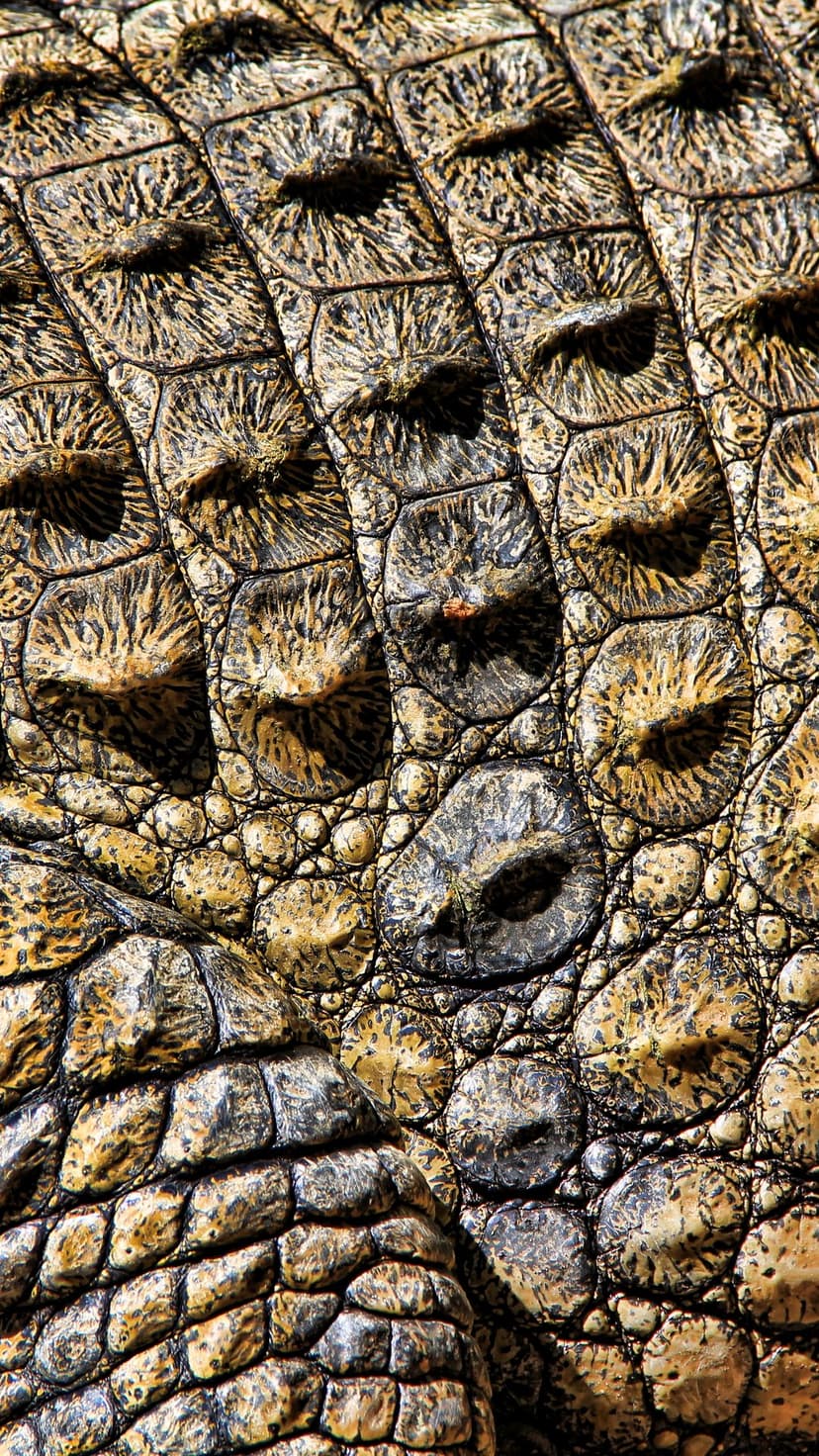 Crocodile skin scales show raised bumps and organic patterns with earthy brown and grey tones in a macro view.