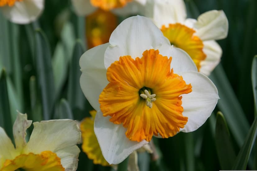 White daffodils with orange centers bloom among green leaves in a bright spring garden under natural sunlight.