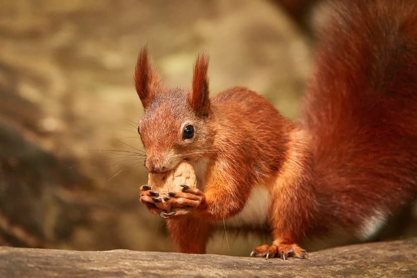 Red squirrel with tufted ears holding a nut between its paws against a softly blurred green forest background.