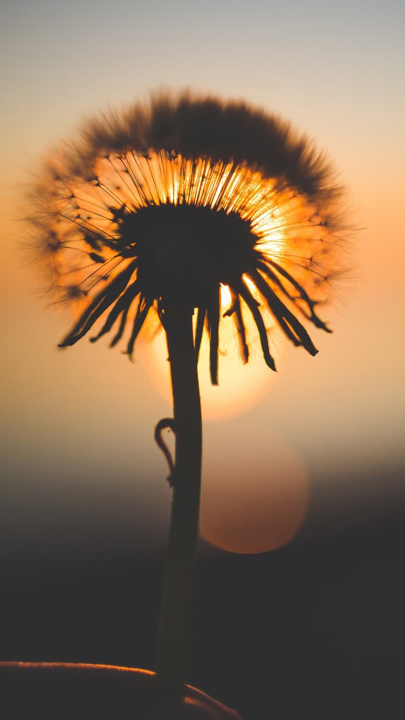 Dandelion seed head silhouette against a vibrant orange sunset background with soft golden bokeh light circles.