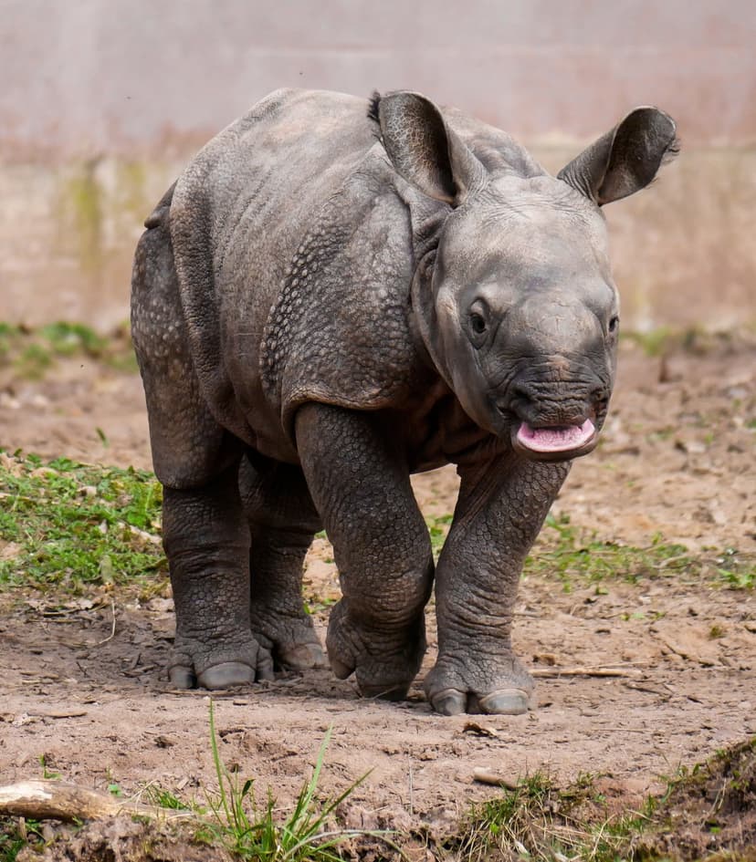Indian rhinoceros calf walking forward on a dirt path with its pink tongue visible and ears perked up in the air.