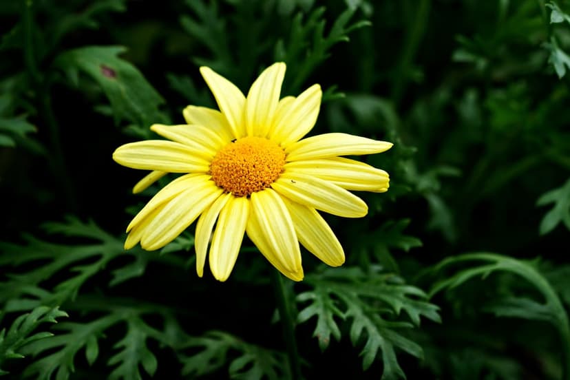 Yellow daisy with a bright orange center surrounded by blurred dark green leaves in a close-up macro shot.