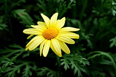 Vibrant Yellow Daisy Flower Amidst Lush Greenery