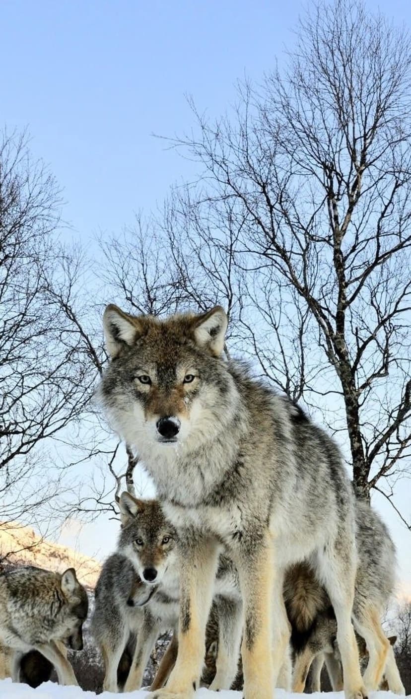 Gray wolves with thick fur stand in deep snow among bare trees under a clear blue sky in a winter wilderness.