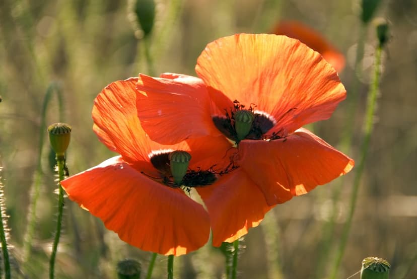 Red poppy flowers with delicate petals bloom in a sunlit field against a blurred green and brown backdrop.