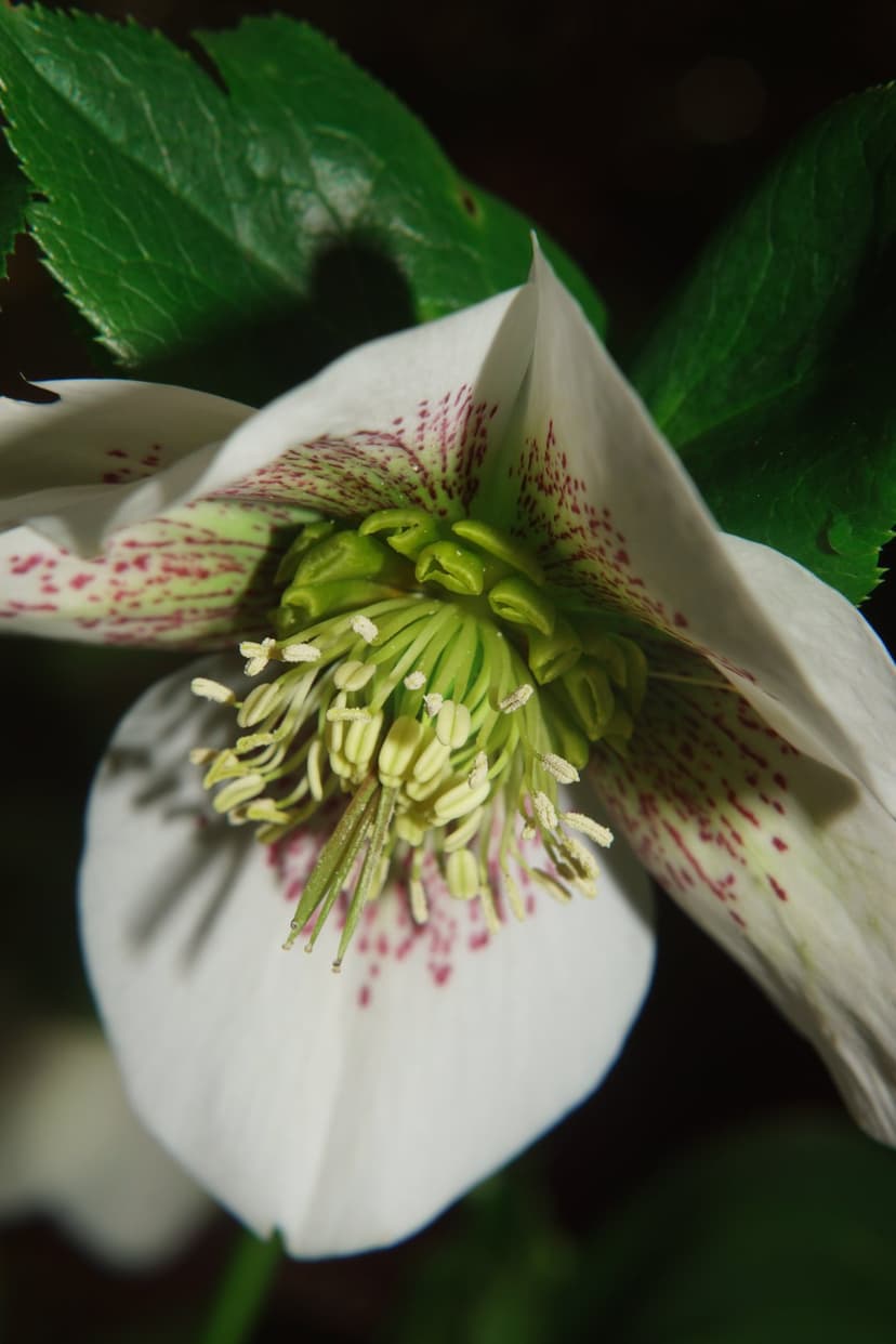 White hellebore flower petals with pink speckles and green stamens surrounded by dark green leaves in macro view.