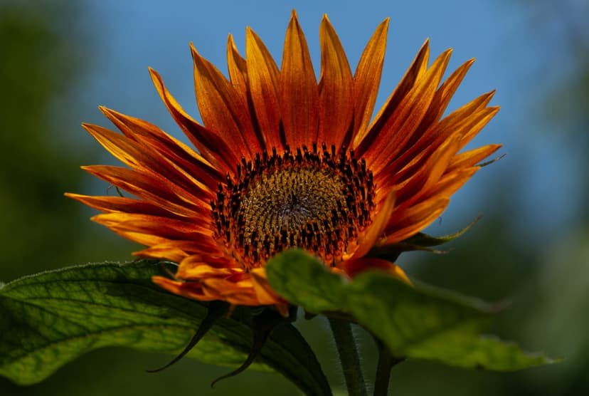 Orange sunflower with textured petals and a dark seed center against a blurred blue and green bokeh background.