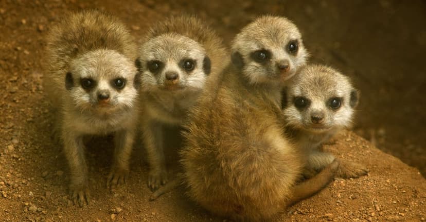 Four baby meerkat pups with soft brown fur huddle together on sandy ground while looking at the camera.