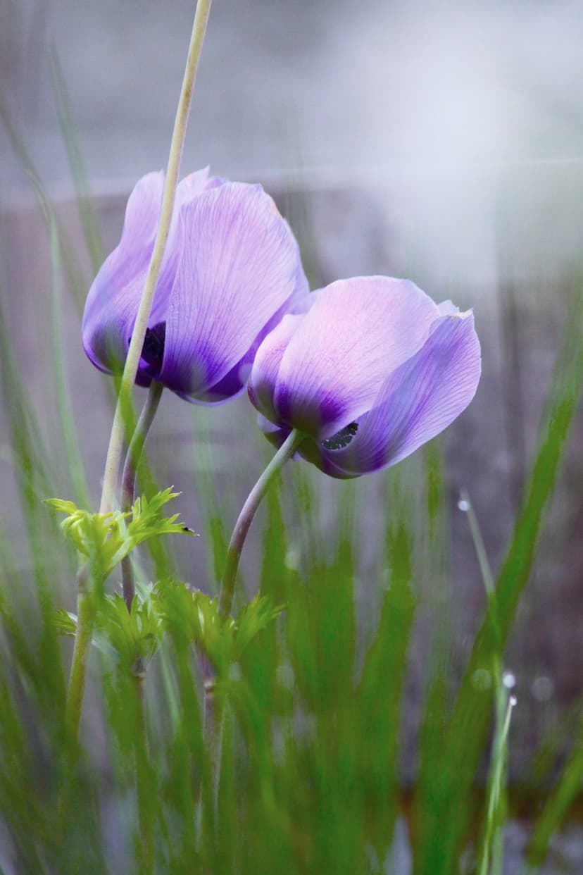 Purple anemone flowers with dark centers bloom amidst dewy grass blades in a soft focus spring garden scene.