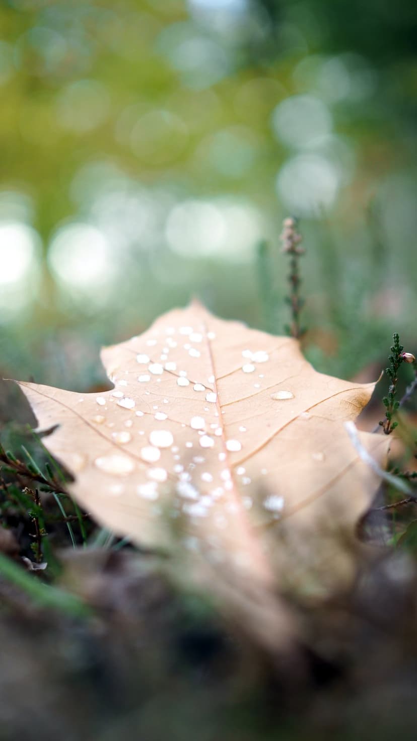Translucent water droplets cling to the surface of a brown fallen leaf against a blurred green background.