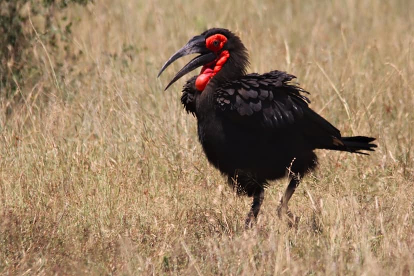 Southern Ground Hornbill with an open beak and red facial skin stands in tall dry grass in a vertical composition.