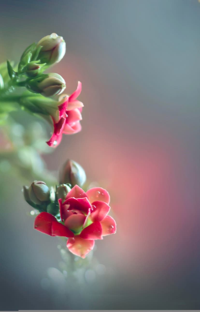 Pink kalanchoe petals with clear water droplets against a blurred background of green and soft pastel buds.