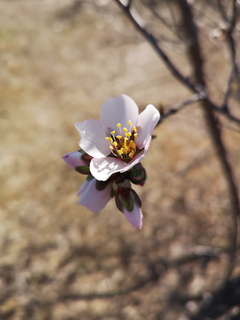 Pink almond blossom with yellow stamens and green buds against a blurred brown background of earth and branches.