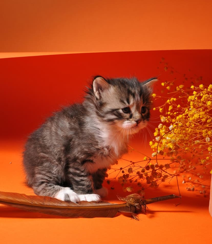 Grey tabby kitten sits on a brown feather next to yellow flowers against a bright orange studio backdrop.