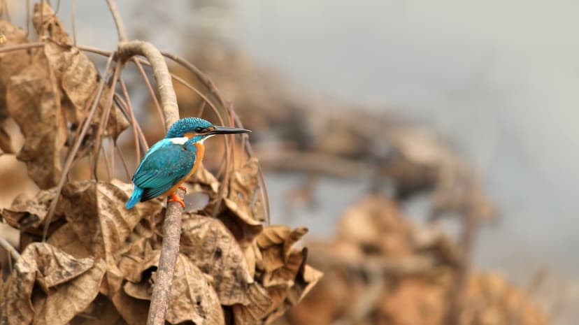 Common kingfisher with blue and orange feathers perches on a thin dry lotus stalk against a blurred background.