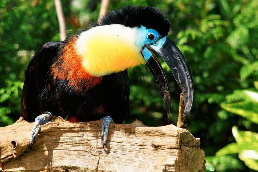 Spectacled Vulture-toucan with blue eye skin and yellow throat sits on a log against blurred green jungle leaves.