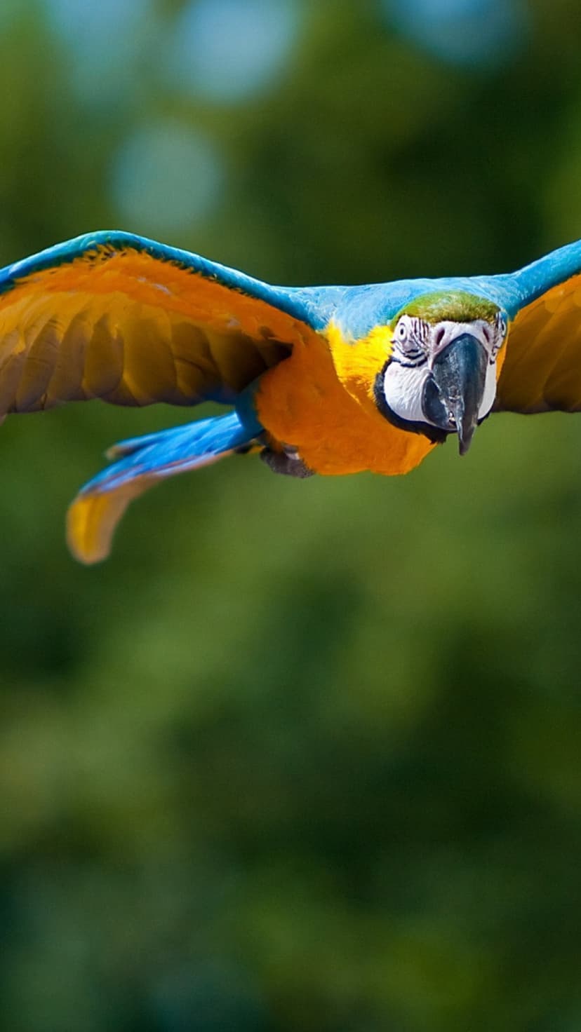Blue and yellow macaw parrot glides through the air with wings extended against a blurred green forest backdrop.