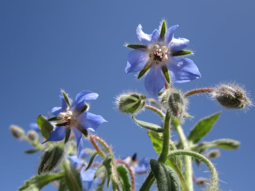 Blue borage flowers with fuzzy stems and star-shaped petals reach toward a clear blue sky in natural sunlight.