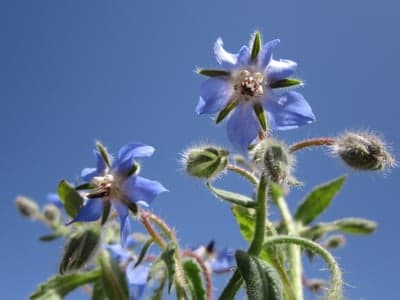 Blue Borage Flowers Against a Bright Blue Sky