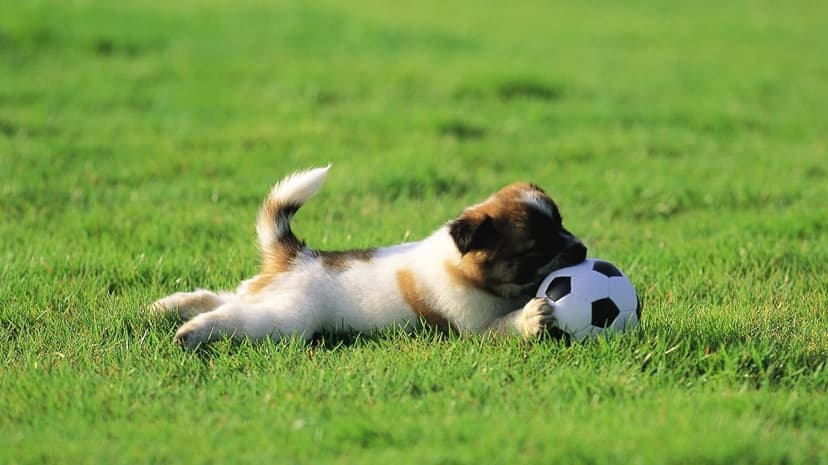 Puppy with white and brown fur plays with a soccer ball on green grass under bright, natural sunlight.