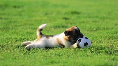 Adorable puppy plays with a soccer ball on grassy field