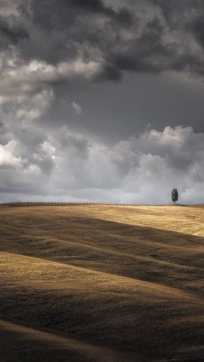 Solitary Cypress Under a Brooding Sky