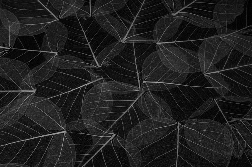 Overlapping white leaf skeletons with detailed vein networks are displayed against a solid black background.