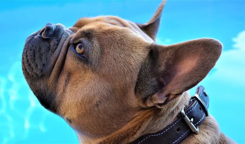 Fawn French Bulldog with large ears looking up at a blue sky while wearing a dark leather collar outdoors.