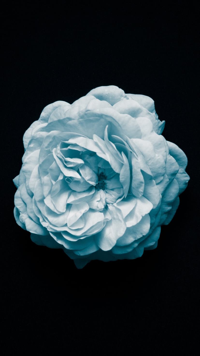 Cerulean blue rose with intricate layers of petals displayed against a solid black background in a close-up.