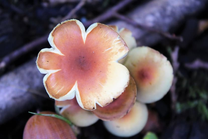 Orange and white star-shaped mushrooms grow amidst dark forest moss and twigs in a macro overhead view.